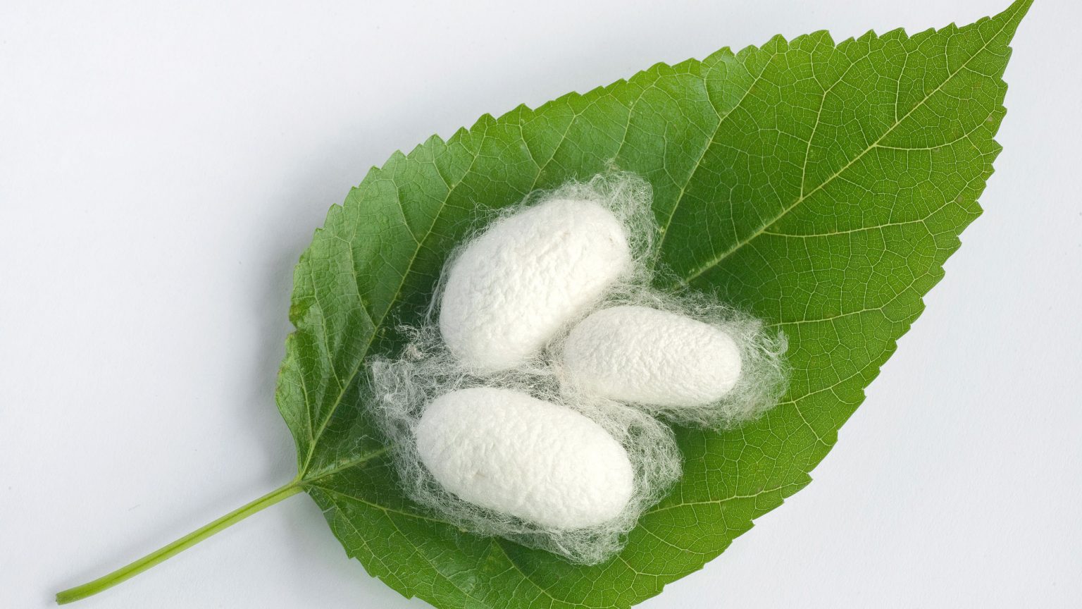 How is Silk Made? Everything You Need to Know